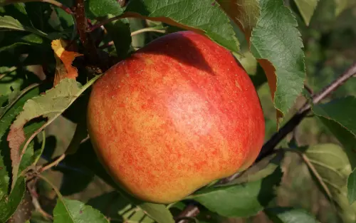  Rajka apple