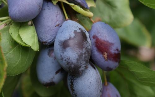 Fan-trained Purple Pershore plum trees for sale