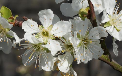 Fan-trained Golden Transparent Gage plum trees for sale