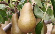 Beurre Bosc pear trees