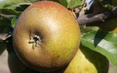Egremont Russet apple trees