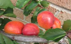 Tomcot apricot trees