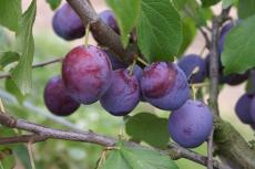 Late Muscatelle plum trees