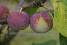 Late Transparent Gage plum trees
