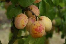 Warwickshire Drooper plum trees