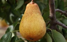 Williams pear trees