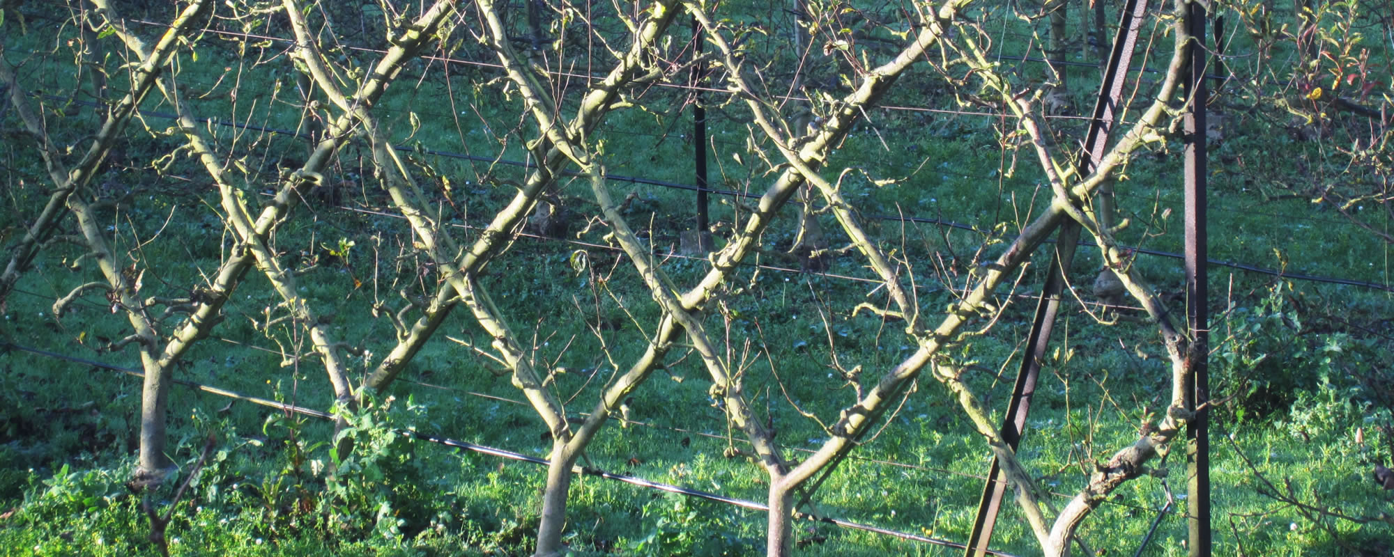 Belgian fence