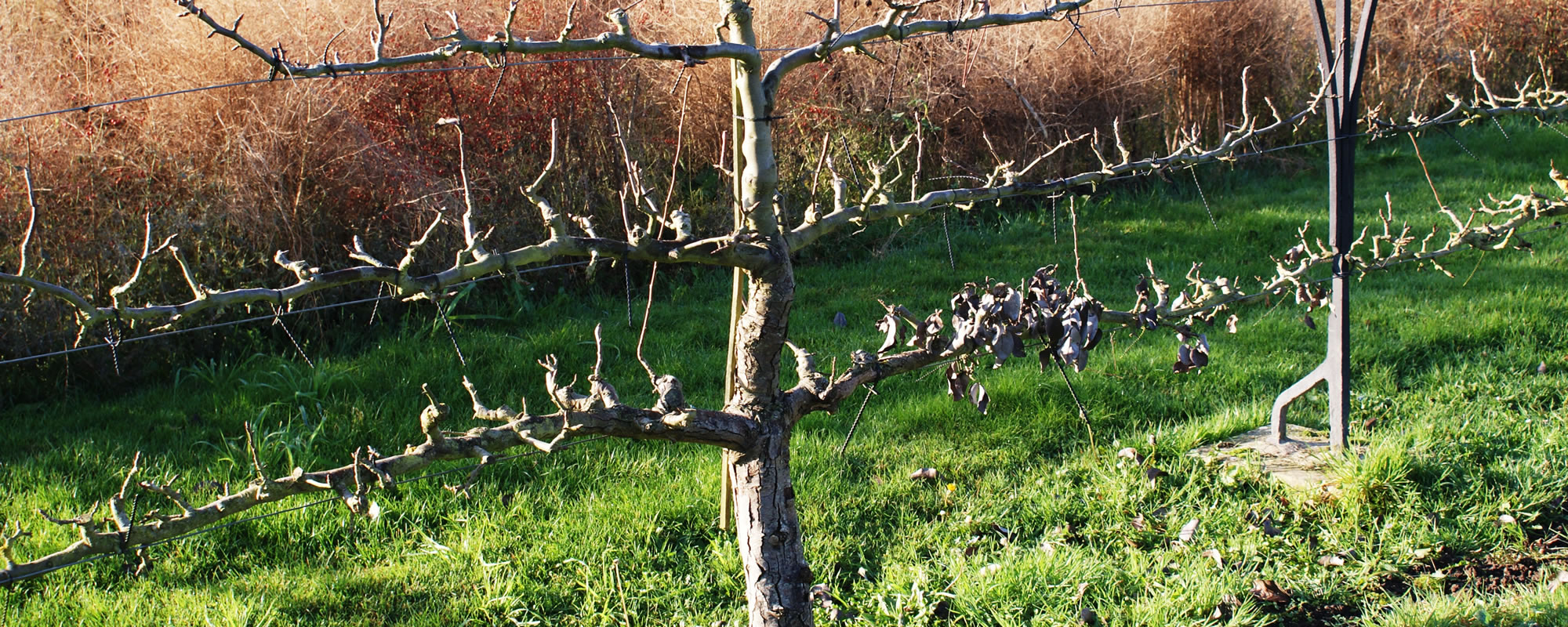 Espalier in winter