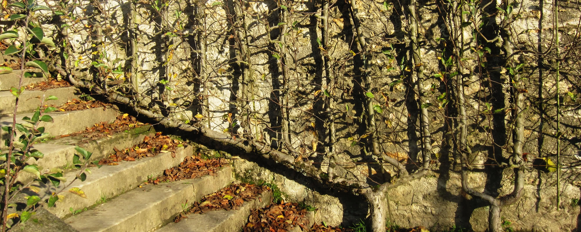 Trained tree staircase